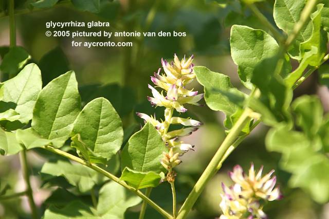 شیرین بیان Glycyrrhiza glabra 1